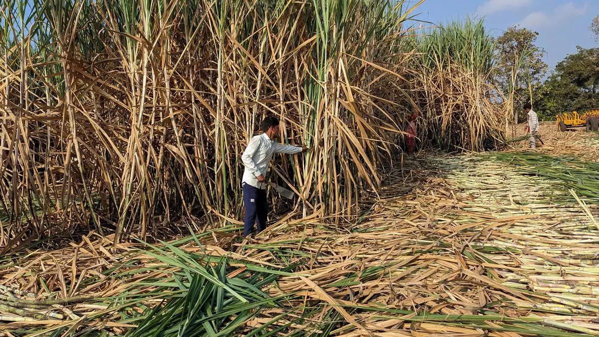 Maharashtra’s sugarcane crushing season delayed amid lower production estimates